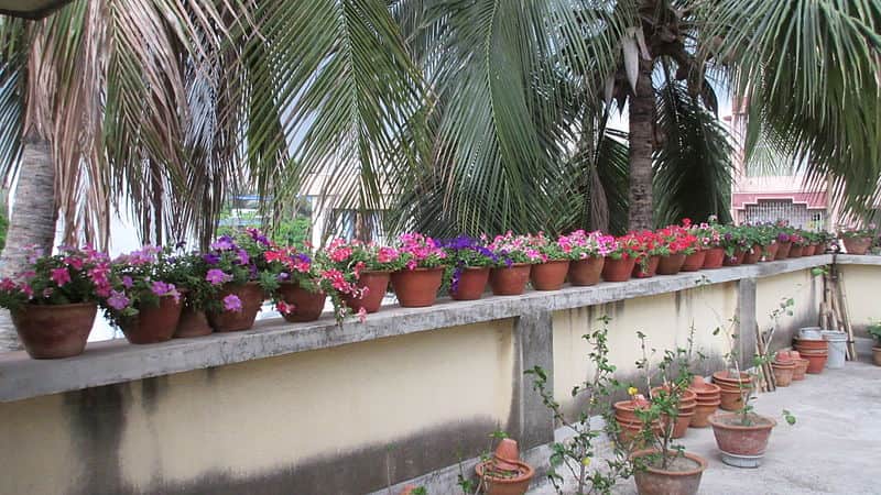 Terrace Gardening