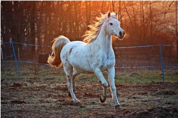 CBD Oil For Horses 