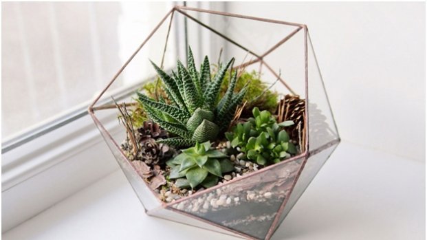 Small House Plant Delivery Online 