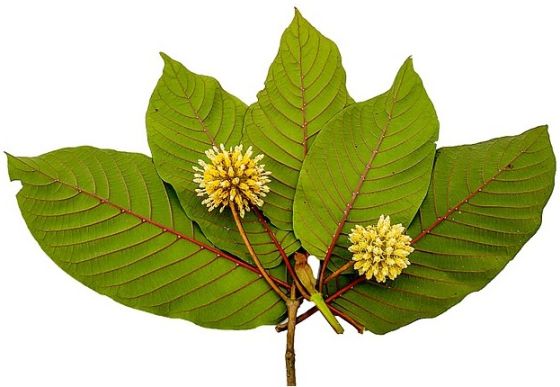 Ways to Use Kratom Extract