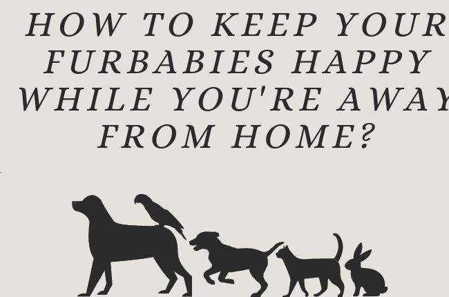 How to Keep Your Furbabies Happy While You're Away From Home