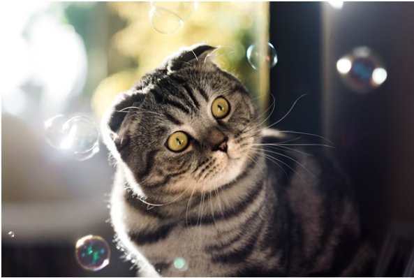 Cats as Therapy