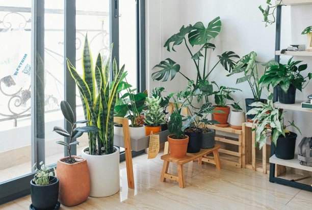 Indoor Plant Décor Mistakes
