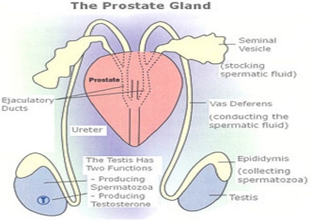 How to cope with prostate problem