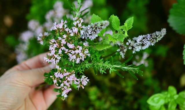 health benefits of herbs