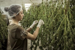 How to Choose the Best CBD Edibles for You