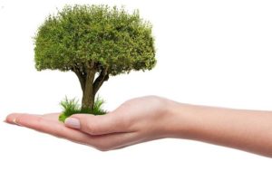 Importance of Saving Trees