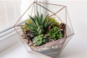 Small House Plant Delivery Online