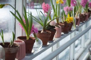 Gardening Tips