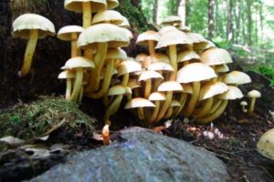 Mushroom supplements