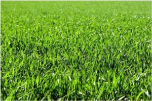 Liquid Lawn Aeration