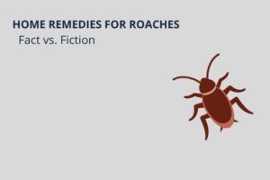 Home Remedies for Roaches