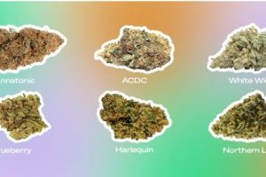 Best Autoflowering Marijuana Strains for Beginner Growers
