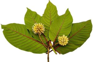 Ways to Use Kratom Extract