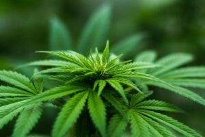 Benefits of Buying Cannabis in Bulk