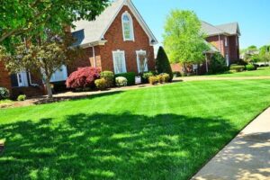 Rejuvenate Your Lawn