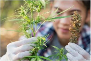 What Are Cannabinoids?