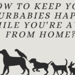 How to Keep Your Furbabies Happy While You're Away From Home