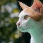 Prednisolone for Cats