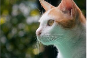 Prednisolone for Cats