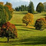 Nurturing Nature Through Memory