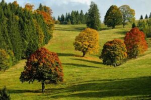 Nurturing Nature Through Memory