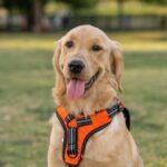 Dog Slips Out of Their Harness