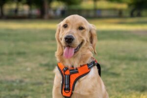 Dog Slips Out of Their Harness