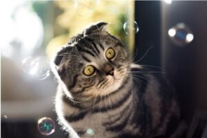 Cats as Therapy