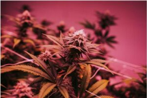 Anti-inflammatory Properties of Cannabis Flowers