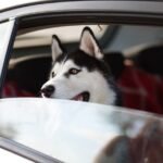 Viral Pet Videos