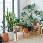 Indoor Plant Décor Mistakes