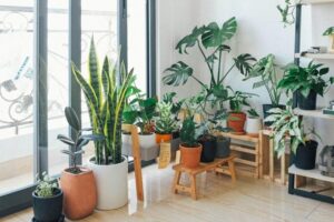 Indoor Plant Décor Mistakes
