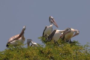 Kokrebellur village karnataka